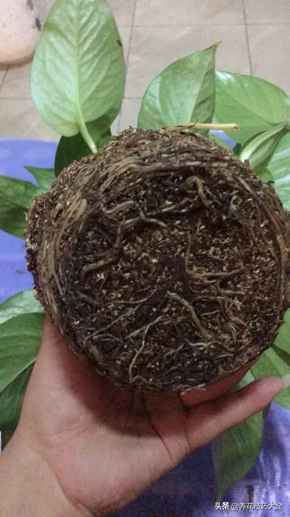 水养绿萝怎么操作成土养,土养的绿萝怎么改成水养