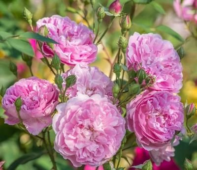 99棵月季,最值得入手的玫瑰月季