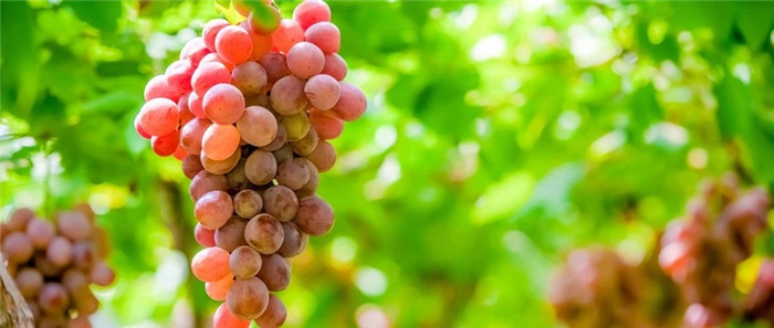 醋泡葡萄干是谣言吗,醋泡葡萄干的功效与作用能减肥吗