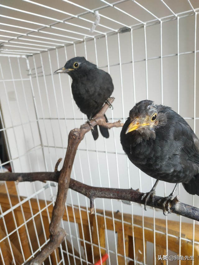 被人误解千年的乌鸦居然是好鸟,被人误解的猫科动物