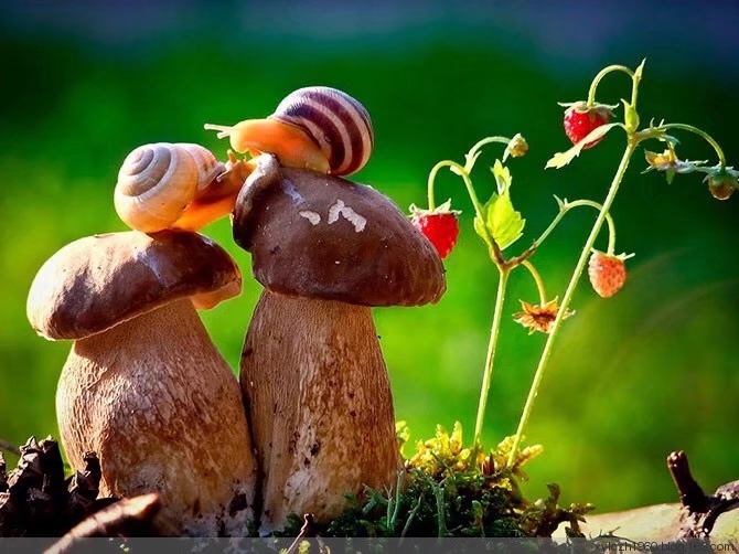 中国诗歌周刊第24集,中国诗歌第1266期完整版