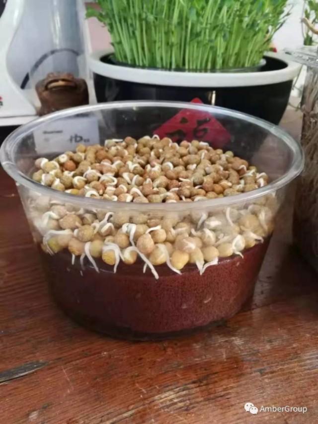 用石头种菜,石头种菜