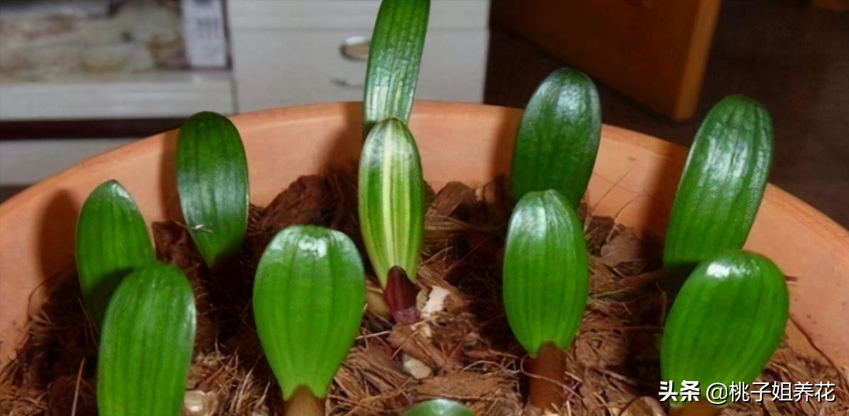 这3种自制“生根水”，用来扦插君子兰、蟹爪兰，插1盆活1盆