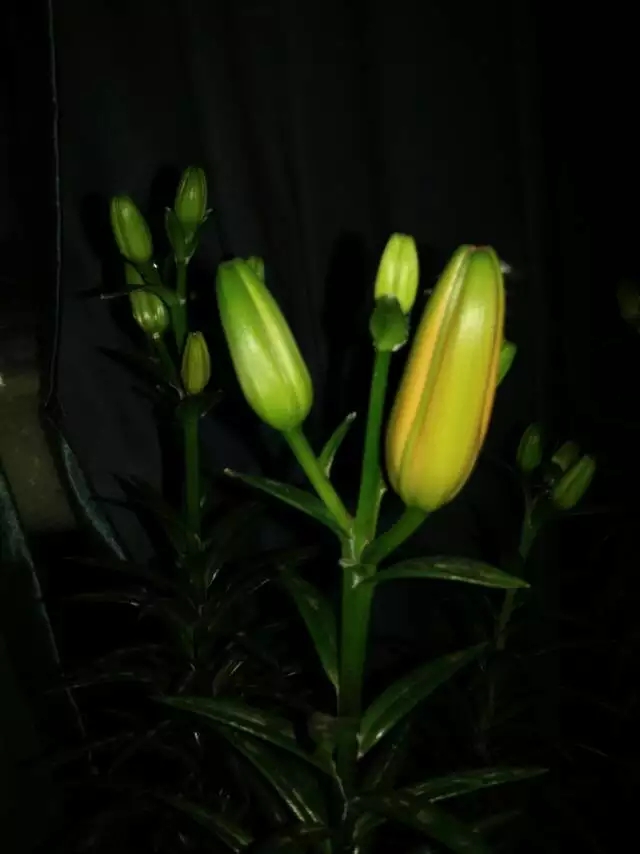 香水百合哪一个种类最漂亮又好养,香水百合怎么养能让香味更足