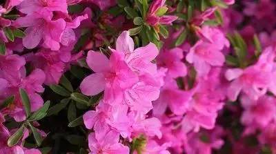 1到100朵红玫瑰花的寓意和花语,助人为乐善良可爱是哪种花的花语