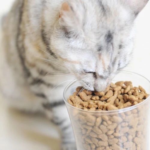 猫传染性肝炎用什么药治,猫得肝炎是什么症状