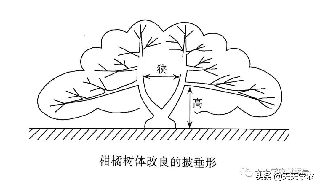 果树冬剪怎么剪视频,果树夏剪的正确方法
