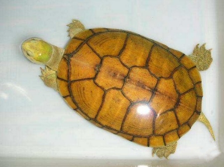 养龟知识一百条,养龟知识点去哪里学习