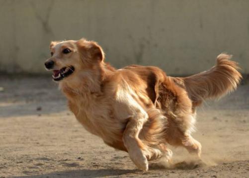 家里养的狗特别蠢怎么办,小土狗一直咬主人的手怎么解决