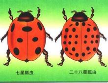 七星瓢虫和二十八星瓢虫是同种吗,七星瓢虫和二十八星瓢虫的故事