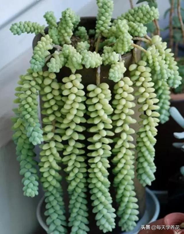 好养的瀑布藤蔓植物,像绿萝垂吊植物