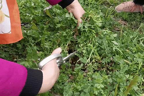 南京城市野菜猎人实录