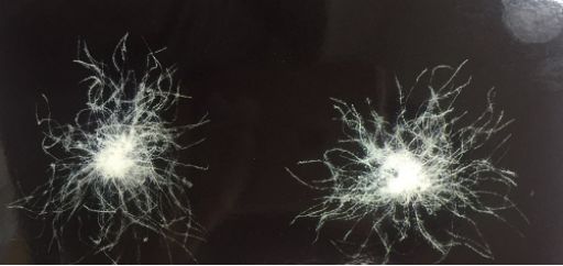 鸭羽绒好还是鹅绒衣服好,鸭毛绒和鹅绒的区别