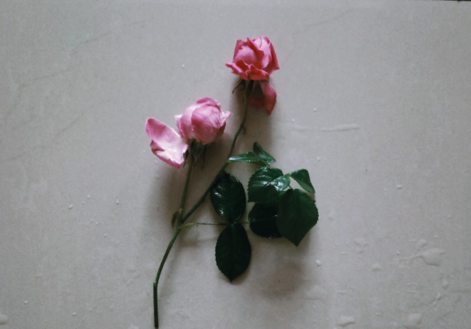 有关感恩感动的中考满分作文,成长感悟类高考满分作文