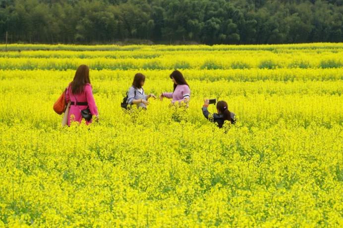 黄山踏青油菜花图片,黄山油菜花景观进入最佳观赏期