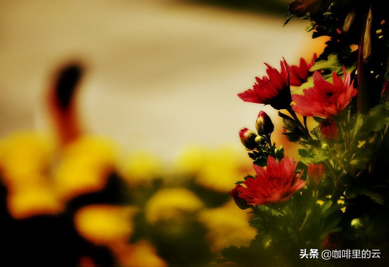 如果可以，我也愿意活成沈眉庄的样子：心中有丘壑，眉目作山河