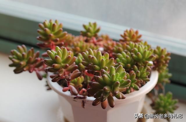 多肉虹之玉叶子发黑怎么回事,多肉虹之玉为什么会发霉