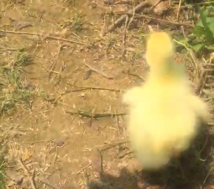 养鹅常见的病有哪些,养鹅常见病的种类和防治方法