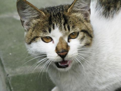 中华田园猫为什么叫中华田园猫呢,中华田园猫乌云盖雪是招财猫吗