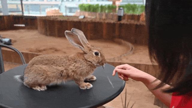 大连么么哒动物园 (大连小众动物园)