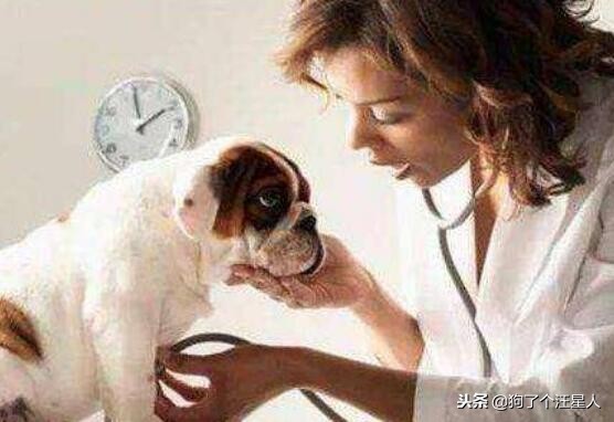 狗狗发烧食欲不振没精神怎么办,狗狗犬瘟发烧用什么药退烧最好