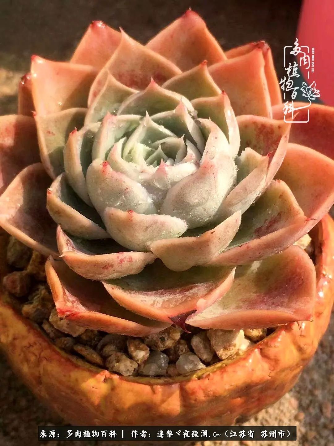 围观多肉版武林大会，一起穿越吧,下