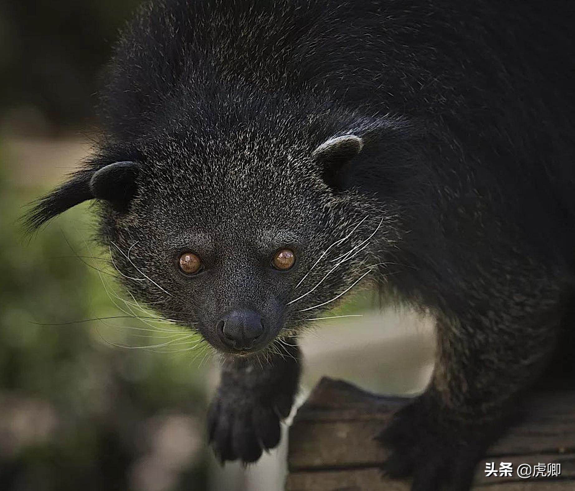 熊灵猫为何濒危?便便制成的咖啡售价500元一杯,受欧美绅士追捧