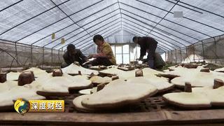 能发家致富的植物,能发家致富的草