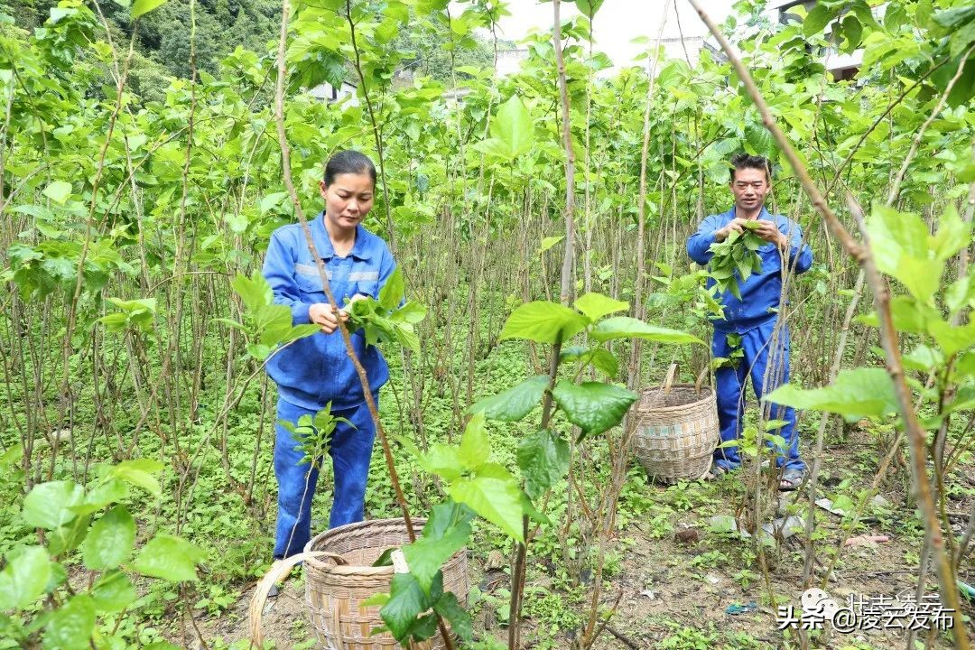 【走向我们的小康生活】一对创业致富贤伉俪——记凌云县加尤镇磨贤村刘正和、朱丽菊