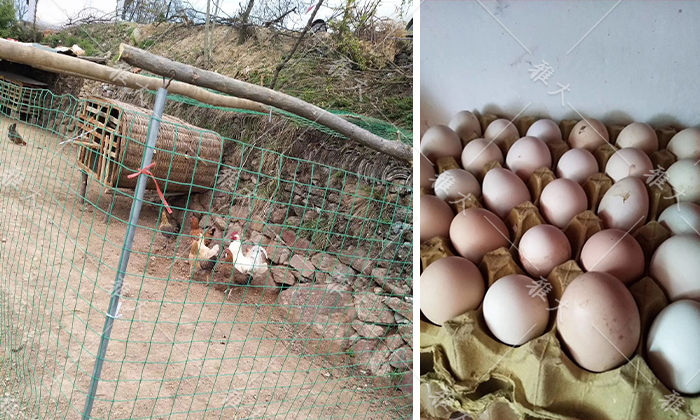 花椒农业产业园,农业种植致富项目花椒