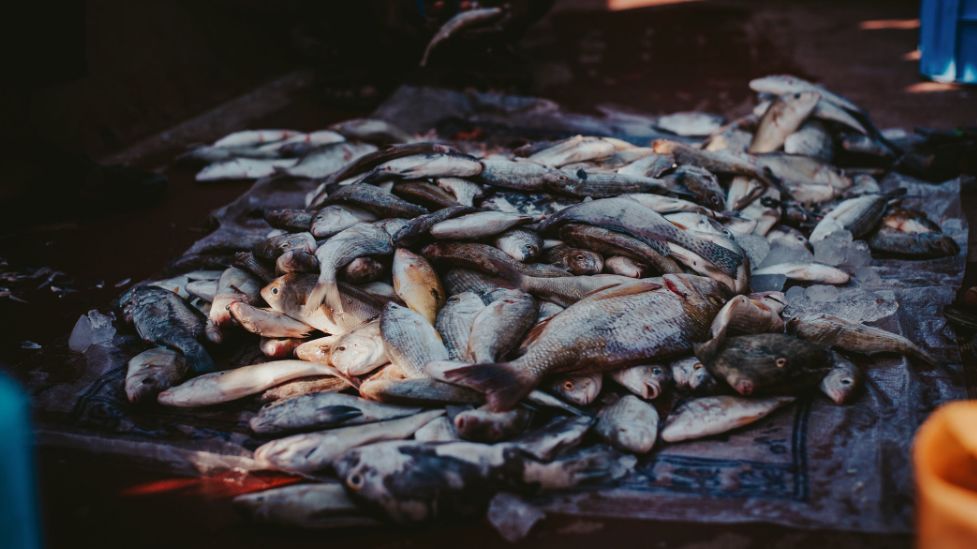 超市里一块钱一包的小辣鱼，到底能不能放心吃？