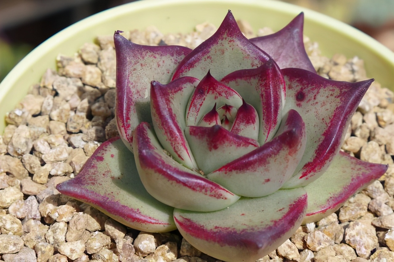 多肉冻伤了怎么挽救,轻微冻伤的多肉叶片还能恢复吗