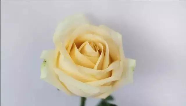 每天学习一点点各种花代表的花语,每天学习一朵花知识