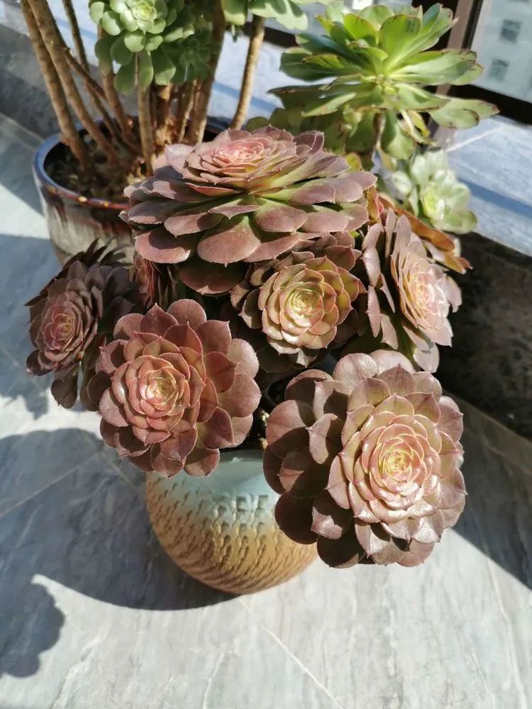 适合从小养到大的多肉,由小到大由浅入深