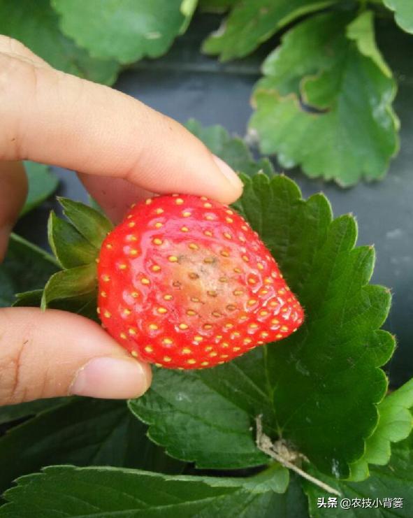 钙肥用了可不少，为啥作物补钙效果差？果实为啥还会裂口和烂果？