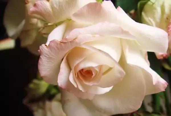 每天学习一点点各种花代表的花语,每天学习一朵花知识