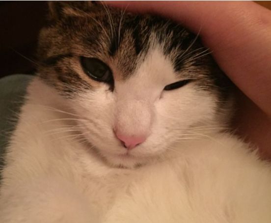 十块钱就能买一只狸花猫是真的吗,几十元的狸花猫能养吗