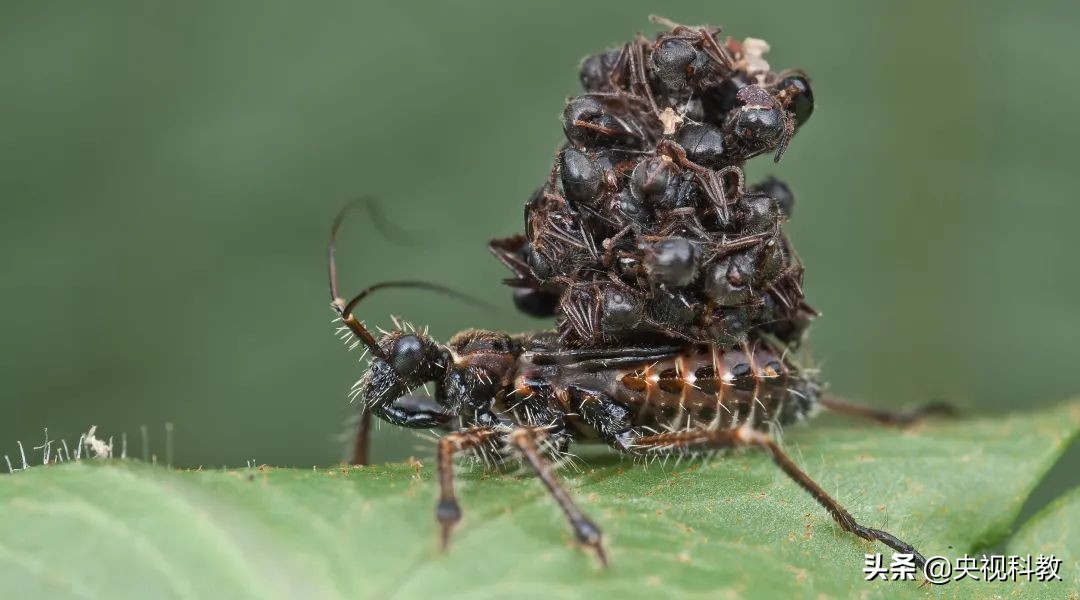 背着猎物尸体行走江湖，它这是“吃饱撑的”？