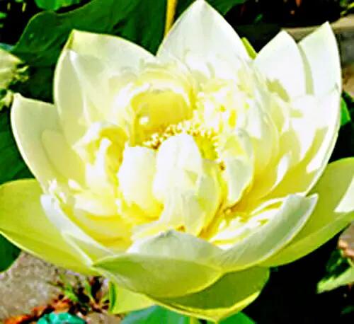 荷花品种大全及名称图片,荷花品种及名称大全图片