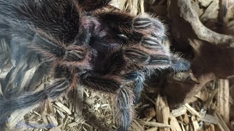 越南自驾游一日游视频,越南一日游芒街和谅山