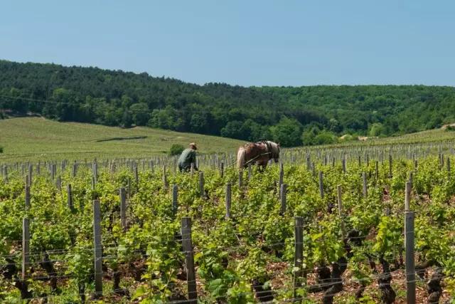 山姆勃艮第黑皮诺葡萄酒,勃艮第黑皮诺干红葡萄酒价格