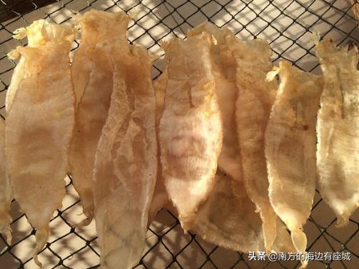 鱼胶是怎么形成的,如何泡鱼胶最好方法