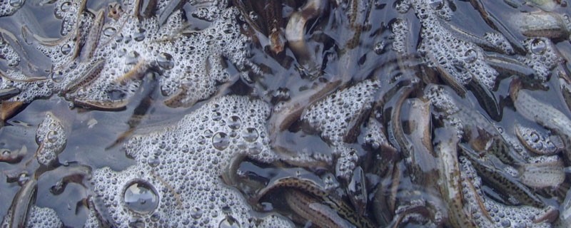 三农新手如何养殖泥鳅,生态养殖泥鳅苗技术