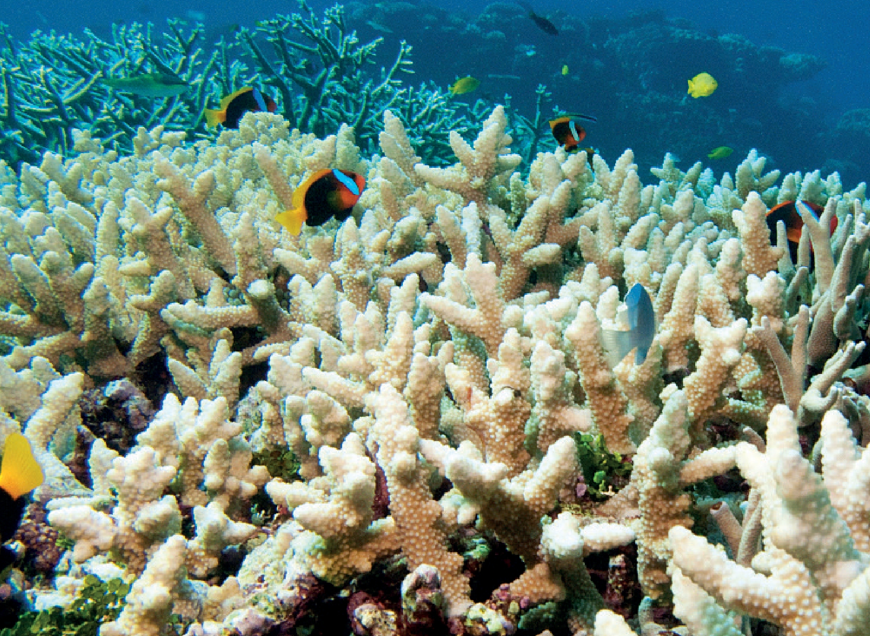 珊瑚掉色是怎么回事,珊瑚掉色是什么原因