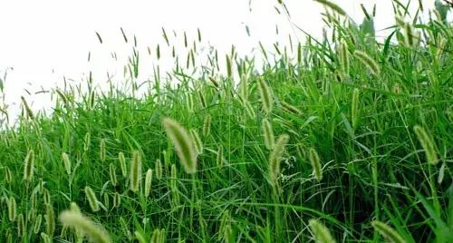 那些常见却叫不上名字的野花野草,常见的野花野草却是农家之宝