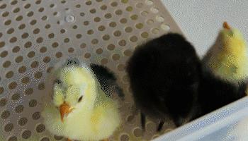 鸡蛋怎么孵化成小鸡,如何用灯照孵化鸡蛋