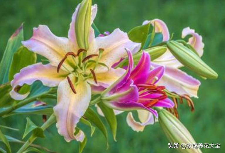 新手种花最怕什么,新手种植什么百合最好