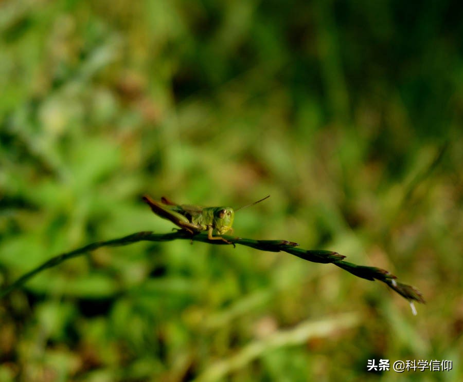 蝗虫该怎么治理,小小的蝗虫怎么就成灾了呢
