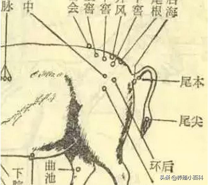 猪的注射方式和注意事项,猪疫苗注射的正确部位和方法图