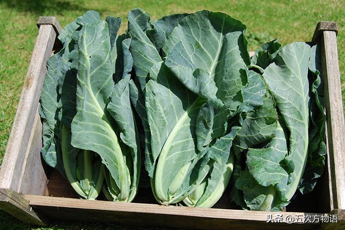 欧洲十大奇怪蔬菜 (欧洲冷门蔬菜)